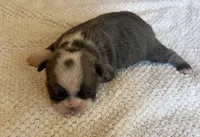 FEMALE 3, a female Boston Terrier for sale in Arlington, WA – 2 of 5