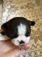 BLACK FEMALE, a female Boston Terrier for sale in Arlington, WA – 3 of 5