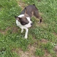 sly, a male Boston Terrier for sale in Arlington, WA – 4 of 5