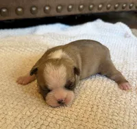 MALE 1, a male Boston Terrier for sale in Arlington, WA – 1 of 5