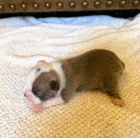 MALE 2, a male Boston Terrier for sale in Arlington, WA – 3 of 5