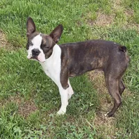 sly, a male Boston Terrier for sale in Arlington, WA – 3 of 5