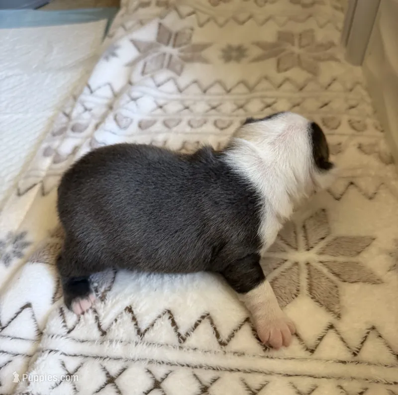 Blue Male – Boston Terrier puppy for sale in Arlington, WA