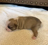MALE 1, a male Boston Terrier for sale in Arlington, WA – 2 of 5
