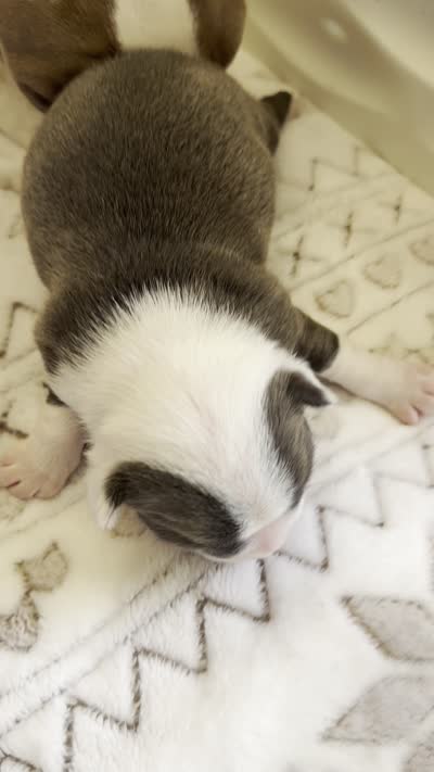 Black Male, a male Boston Terrier for sale in Arlington, WA – 5 of 5