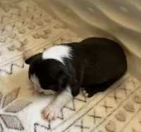 BLACK FEMALE, a female Boston Terrier for sale in Arlington, WA – 2 of 5