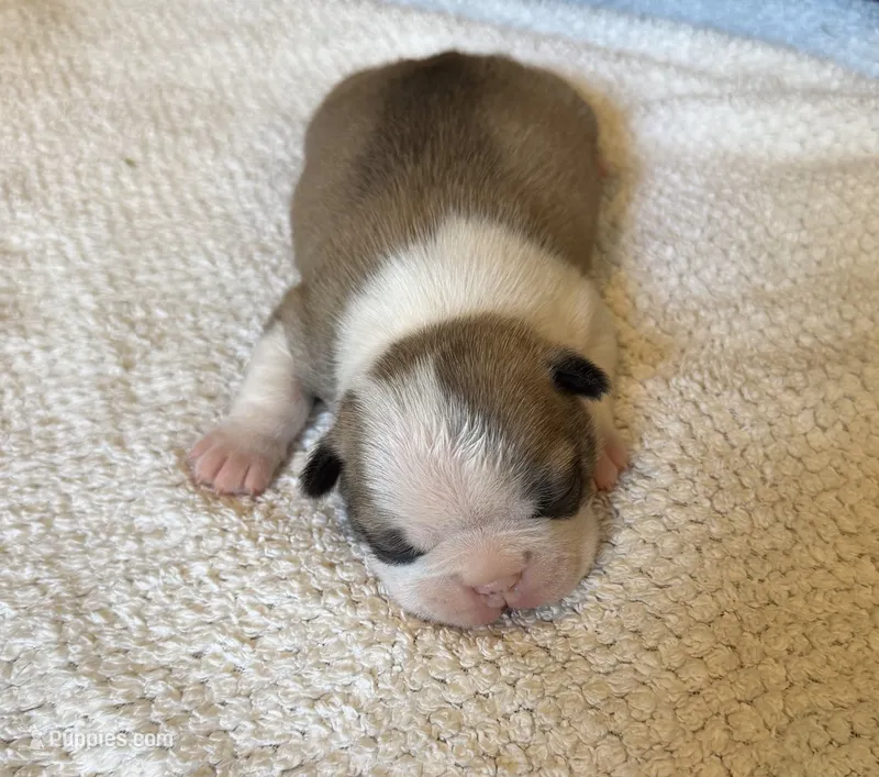 FEMALE 1 – Boston Terrier puppy for sale in Arlington, WA
