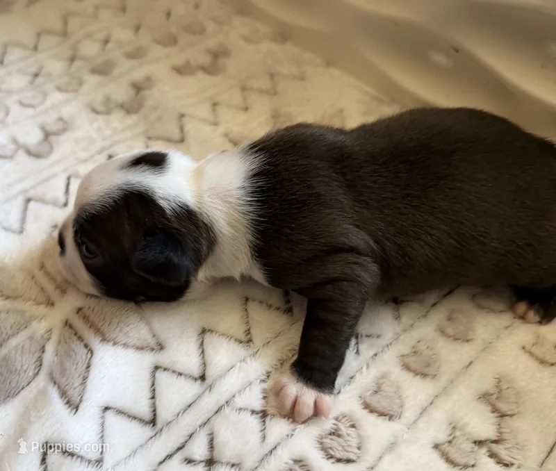 Black Male – Boston Terrier puppy for sale in Arlington, WA