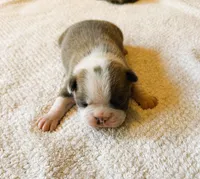 MALE 2, a male Boston Terrier for sale in Arlington, WA – 2 of 5