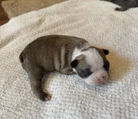FEMALE 2, a female Boston Terrier for sale in Arlington, WA – 2 of 4