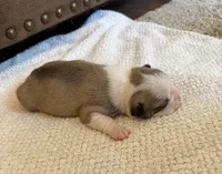 FEMALE 1, a female Boston Terrier for sale in Arlington, WA – 2 of 5