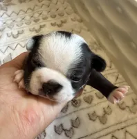 Black Male, a male Boston Terrier for sale in Arlington, WA – 3 of 5