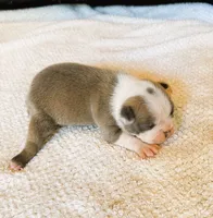 MALE 2, a male Boston Terrier for sale in Arlington, WA – 1 of 5