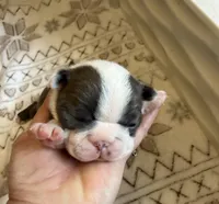 Blue Male, a male Boston Terrier for sale in Arlington, WA – 3 of 5