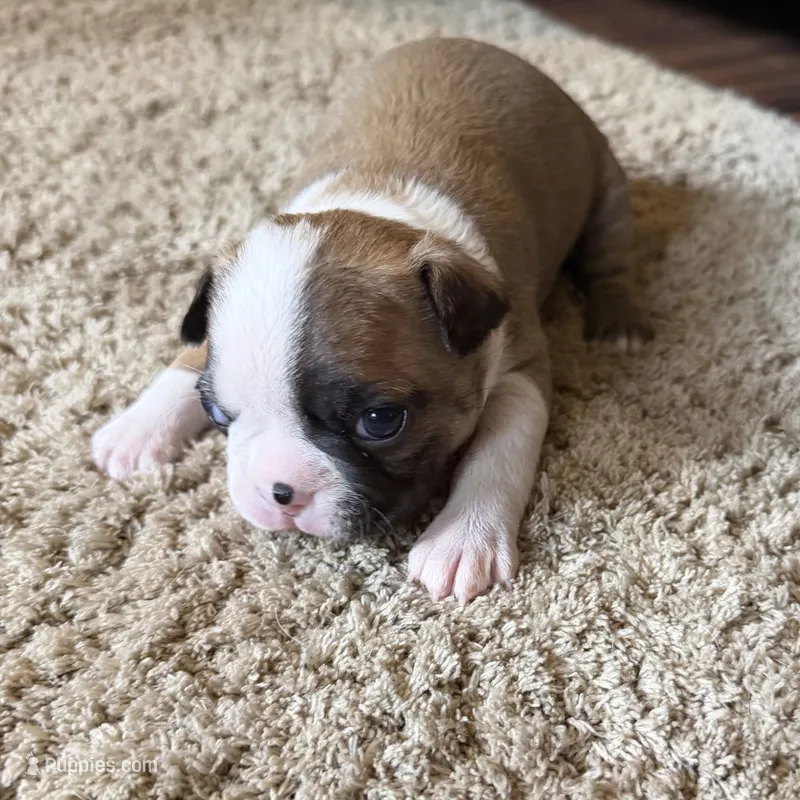 FEMALE 2 – Boston Terrier puppy for sale in Arlington, WA