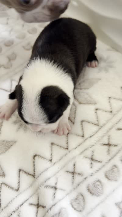 BLACK FEMALE, a female Boston Terrier for sale in Arlington, WA – 5 of 5