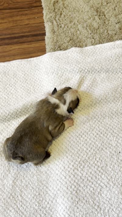 FEMALE 2, a female Boston Terrier for sale in Arlington, WA – 3 of 4
