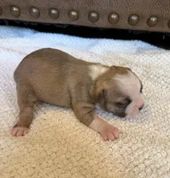 MALE 1, a male Boston Terrier for sale in Arlington, WA – 3 of 5