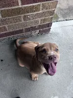 Nova , a female American Pit Bull Terrier for sale in Cleveland Heights, OH – 3 of 3