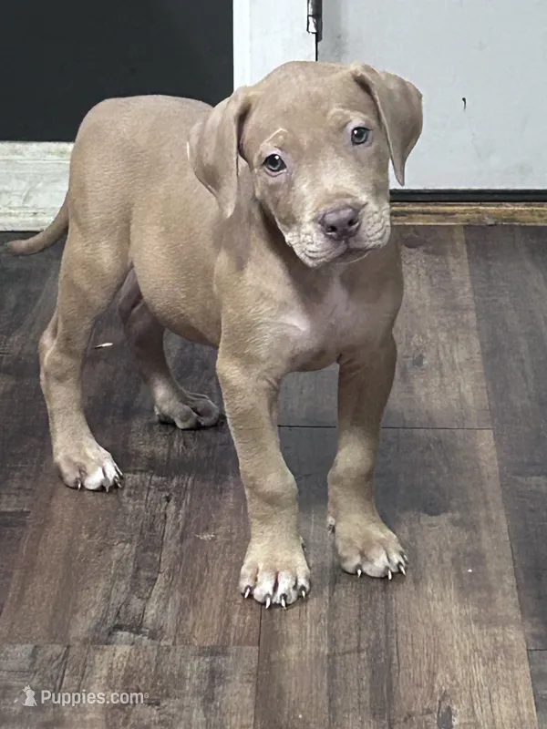 Thanos – American Pit Bull Terrier puppy on hold in Cleveland Heights, OH