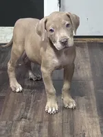 Thanos, a male American Pit Bull Terrier for sale in Cleveland Heights, OH – 1 of 2