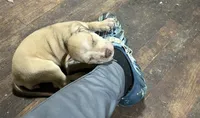  Chole , a female American Staffordshire Terrier for sale in Cleveland Heights, OH – 2 of 2