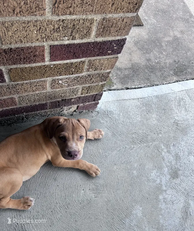 Nova  – American Pit Bull Terrier puppy for sale in Cleveland Heights, OH