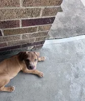 Nova , a female American Pit Bull Terrier for sale in Cleveland Heights, OH – 1 of 3