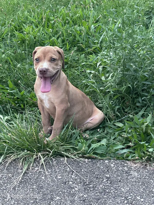 Nova  – American Pit Bull Terrier puppy for sale in Cleveland Heights, OH