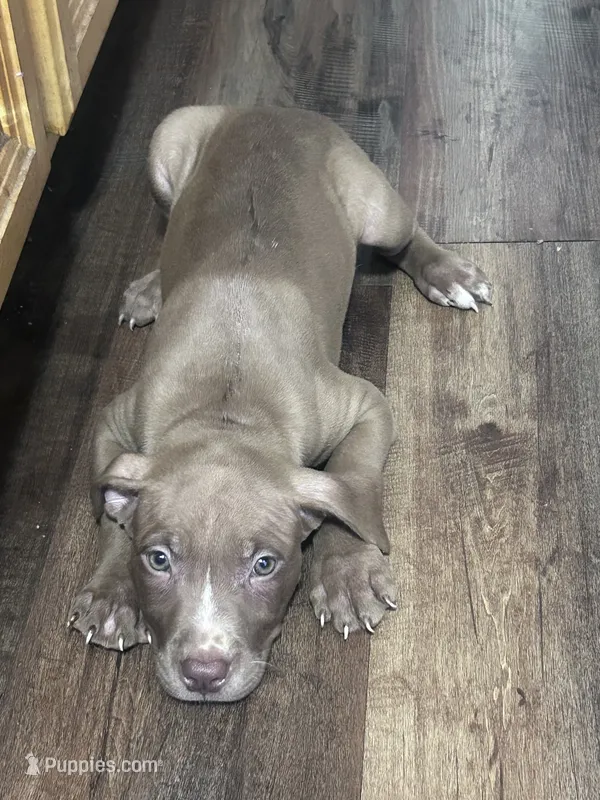 Ace  – American Pit Bull Terrier puppy for sale in Cleveland Heights, OH