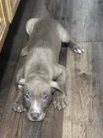 Ace , a male American Pit Bull Terrier for sale in Cleveland Heights, OH – 1 of 1