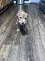 Nova , a female American Pit Bull Terrier for sale in Cleveland Heights, OH – 2 of 3