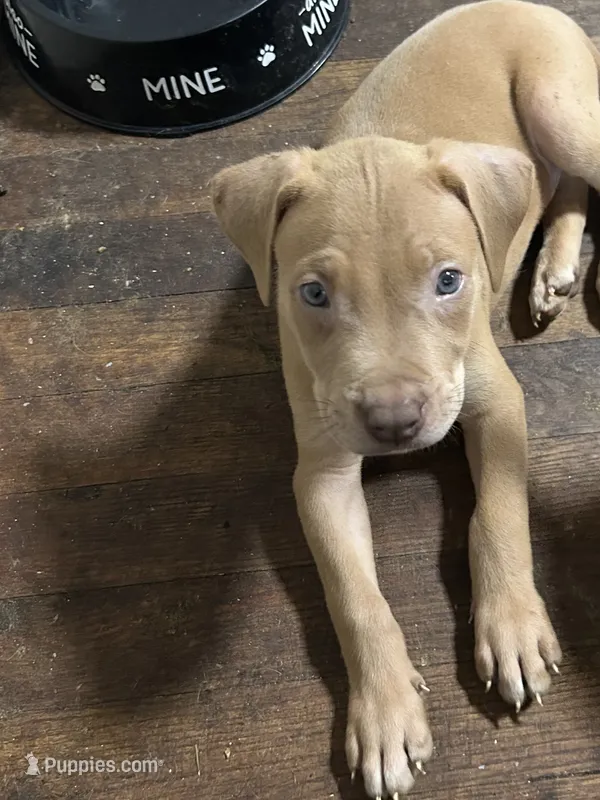 Bentley  – American Staffordshire Terrier puppy for sale in Cleveland Heights, OH