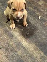 Bella , a female American Staffordshire Terrier for sale in Cleveland Heights, OH – 2 of 2