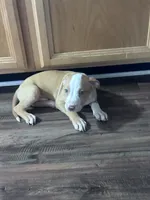 Zeus, a male American Pit Bull Terrier for sale in Cleveland Heights, OH – 2 of 2