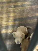 Bentley , a male American Staffordshire Terrier for sale in Cleveland Heights, OH – 2 of 2