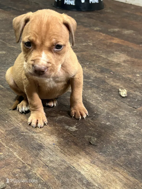 Bella  – American Staffordshire Terrier puppy for sale in Cleveland Heights, OH