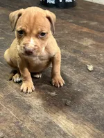 Bella , a female American Staffordshire Terrier for sale in Cleveland Heights, OH – 1 of 2