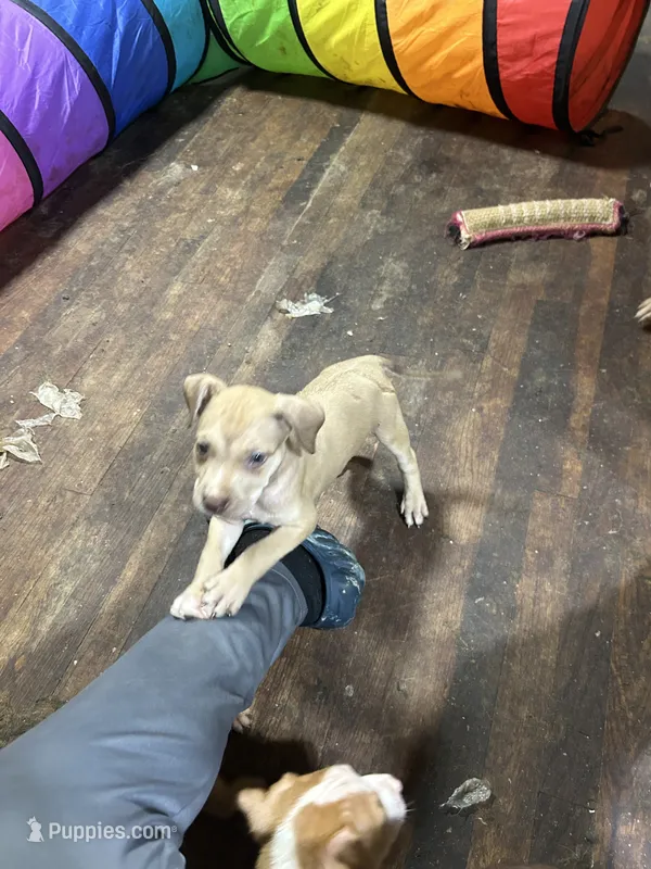  Chole  – American Staffordshire Terrier puppy for sale in Cleveland Heights, OH