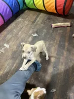  Chole , a female American Staffordshire Terrier for sale in Cleveland Heights, OH – 1 of 2