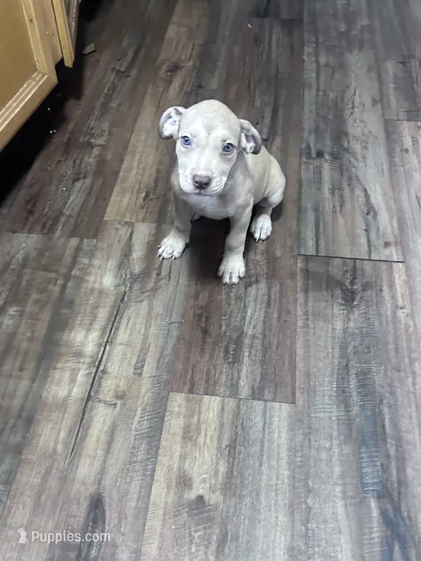 Storm – American Staffordshire Terrier puppy for sale in Cleveland Heights, OH