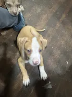 Dino , a male American Staffordshire Terrier for sale in Cleveland Heights, OH – 2 of 2