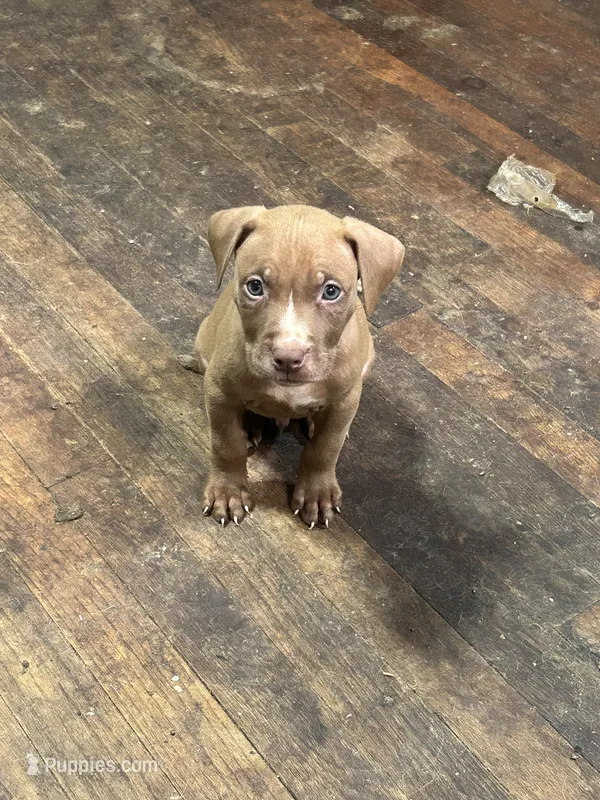 Bronco – American Staffordshire Terrier puppy for sale in Cleveland Heights, OH