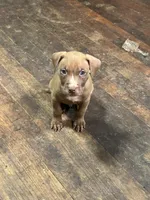 Bronco, a male American Staffordshire Terrier for sale in Cleveland Heights, OH – 1 of 1