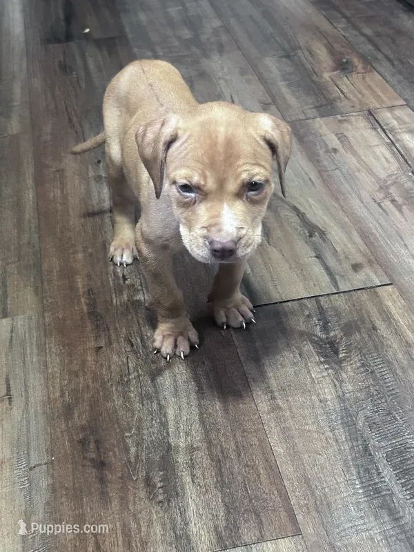 Hazel – American Pit Bull Terrier puppy for sale in Cleveland Heights, OH