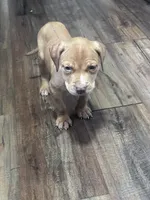 Hazel, a female American Pit Bull Terrier for sale in Cleveland Heights, OH – 1 of 3