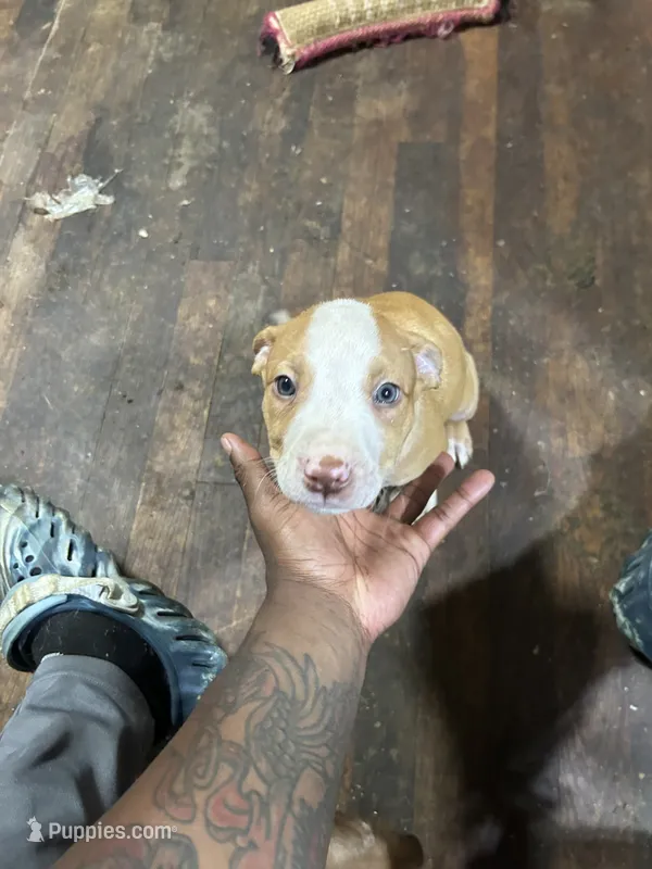 Dino  – American Staffordshire Terrier puppy for sale in Cleveland Heights, OH