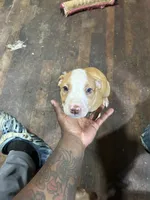 Dino , a male American Staffordshire Terrier for sale in Cleveland Heights, OH – 1 of 2