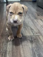Nova , a female American Pit Bull Terrier for sale in Cleveland Heights, OH – 2 of 2
