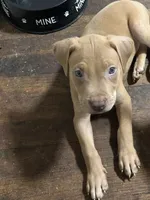 Thanos, a male American Pit Bull Terrier for sale in Cleveland Heights, OH – 2 of 2